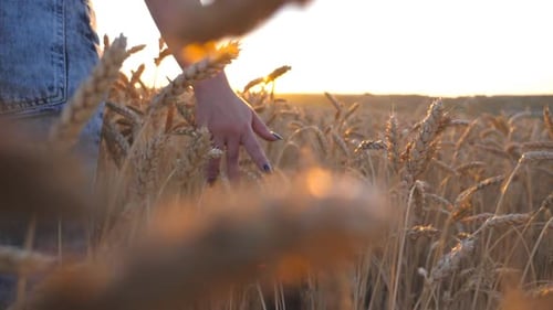 Female Hand Moving Over Ripe Wheat Growing on the Meadow