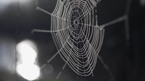 Spinnennetz auf dem Wasser-Hintergrund Sommervideo...