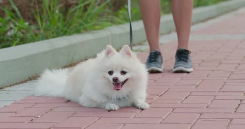 Fluffy White Dog Lying on Brick Sidewalk