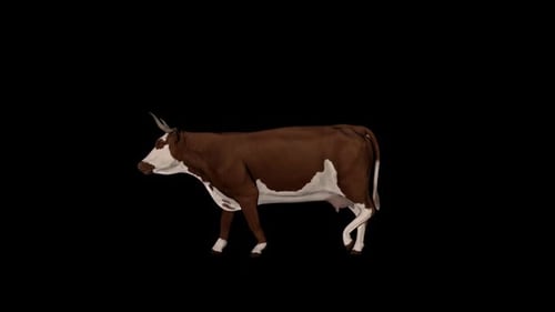Cattle Walk