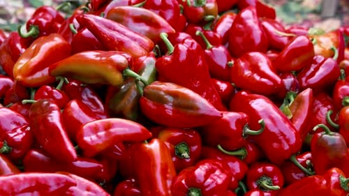 Ernte von Gemüsepaprika