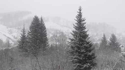 Winter Scene: Pine Trees Snowfall in Mountain Village