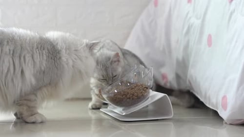 Two Fluffy Cats Eating Dry Food from Bowl