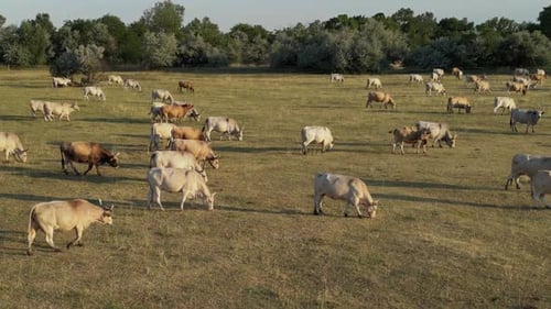 Grazing Cows 33