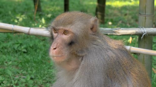 Affe im Wald isst Kekse