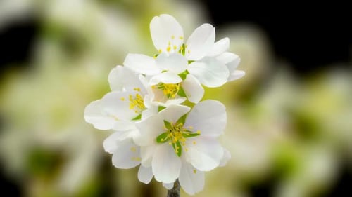 Timelapse de flor de almendro