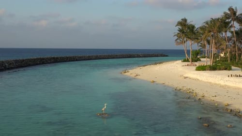 Idyllic Tropical Beach with Heron Standing in Water