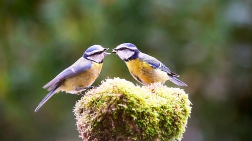 Eurasian Blue Tits Foraging on Mossy Bird Feeder