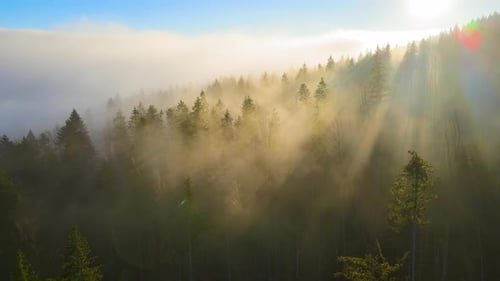 Aerial View of Bright Foggy Morning Over Dark Mountain Forest Trees at Autumn Sunrise