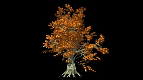 Tree With Fall Foliage