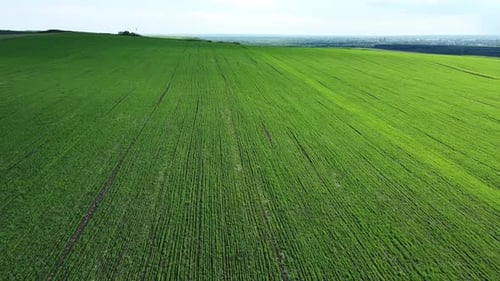aerial view over a green farm field. View from the top. beautiful pejahija from a height
