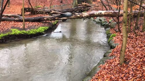 Fluss im feuchten Sumpf im Herbst