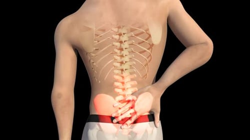 3D Male Anatomy Highlighting Lower Back Pain