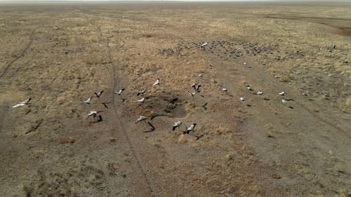 Flock of Cranes Flying. Flock of Migratory Bird Fly Over Steppes To China. Hdr Slow Motion