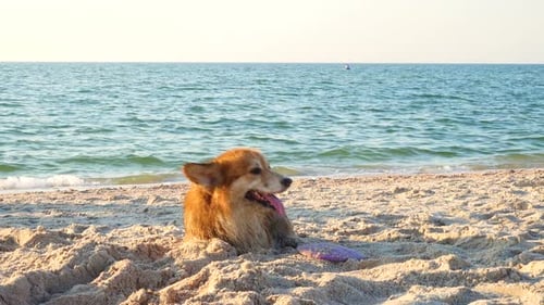 Perro Corgi jugando en la playa de arena