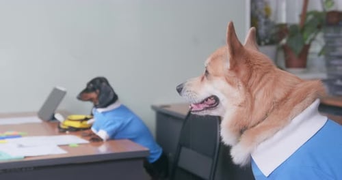 Dogs Working at Desks in Office Setting
