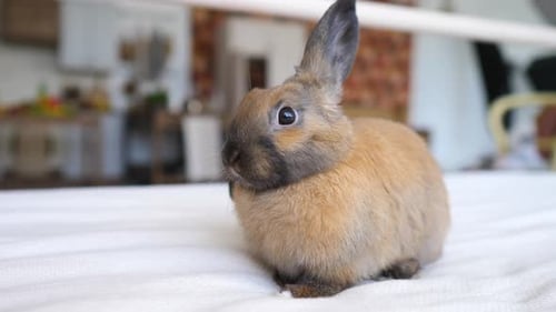 Cute Tan Rabbit Sitting on White Blanket
