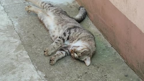 The cat lies on its back and stretches. Striped cat is lying, stretching and yawning