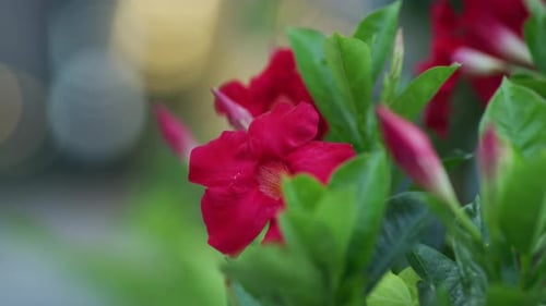 Close up View of Flowers