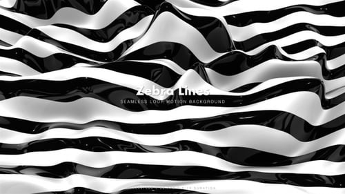Zebra Lines 7