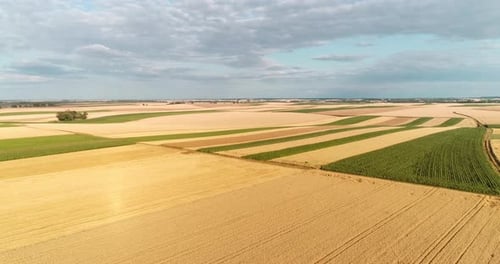 Aerial View of Wheat Field Countryside View