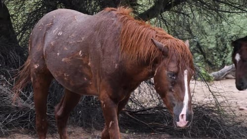 Scarred stallion walks in slow motion in a mesquite tree forest.