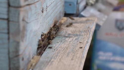 Bees Swarming Around a Light Blue Beehive