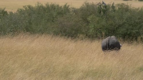 Lone Rhino Grazing in African Grassland