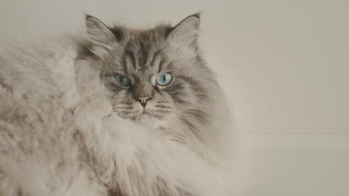 Angry Fluffy Cat Muzzle - a Cat Lying By the Wall and Looking in the Camera