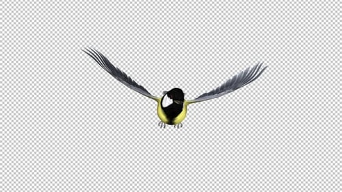 Mésange jaune - Boucle volante - Vue de face