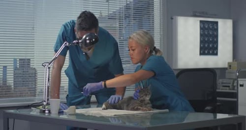 Veterinarians Examining Cat in Clinic