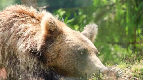 A Large Grizzly Bear Sleeps in the Woods