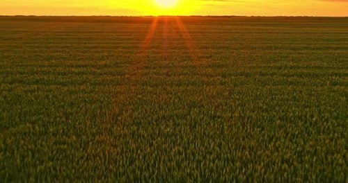 Campos verdes de suor ao pôr do sol