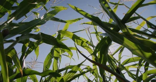 Corn Grows in the Field, a View From Below Against the Blue Sky. Slider Shot