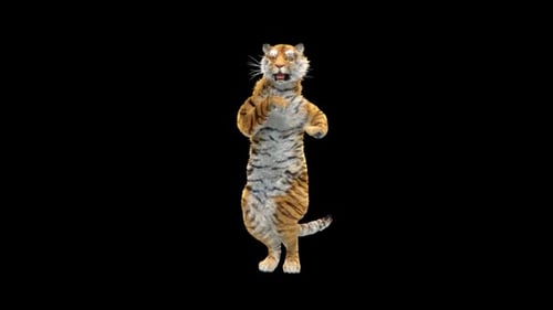 Tiger Dancing HD
