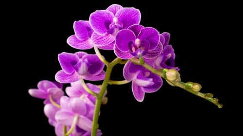 Blooming Purple Orchid Phalaenopsis Flower