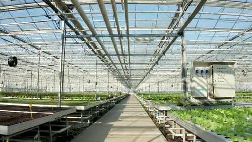 Luftaufnahmen über dem Anbau von grünem Salat im Gewächshaus