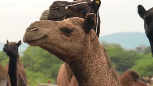 Camels at the Pushkar Fair, Also Called the Pushkar Camel Fair