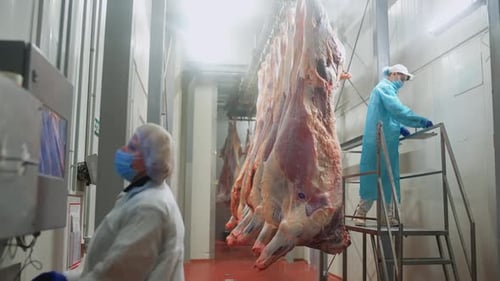 Contrôle de la qualité à l'usine de production de viande : une travailleuse tamponne et étiquette les carcasses de vaches (femmes)