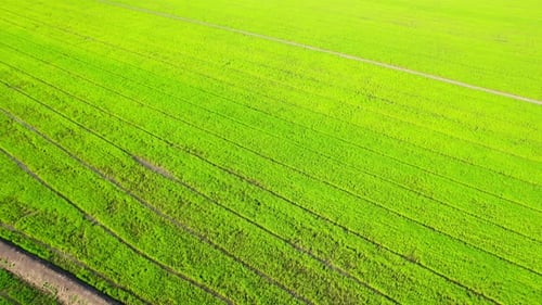 Drone flying over the beautiful rice field scenery. nature green pattern