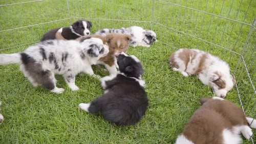 Puppies Playing Together in a Fenced Area