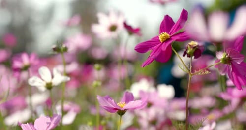 Cosmos Flower Garden