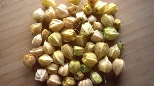 Physalis