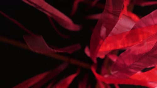 Deep Red Stripes Moving Gently on Black Background. Conceptual Romantic Story of the Room and Open