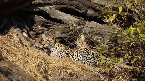 Weitaufnahme eines Leoparden, der seine Umgebung legt und beobachtet, Mashatu Botswana.