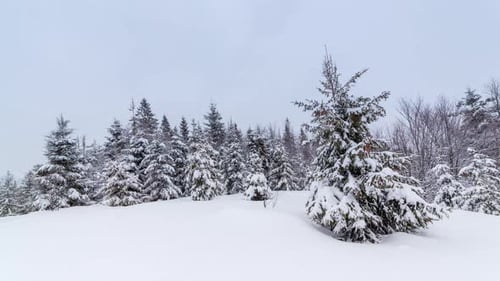 Winter, Schneesturm, Schneesturm, Tannen voller Schnee, Eis, Frost auf Pflanzen und dunkle Wolken am Himmel in