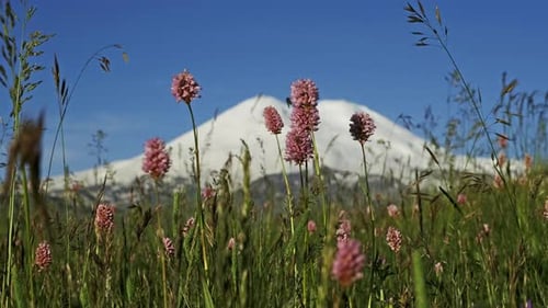 Blick auf die Berge Elbrus und Blumen