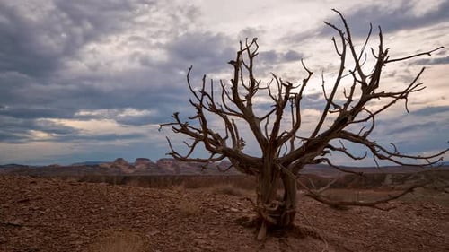 Timelapse moving past old dead brush in the Utah desert