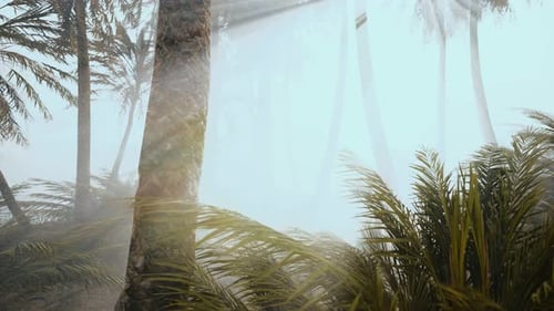 Dreamy Tropical Palm Trees in Misty Forest with Sun Rays