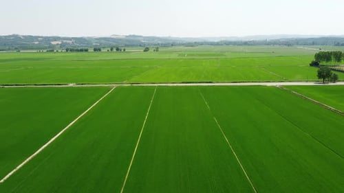Rice Paddy Agriculture Field Plantation Aerial View